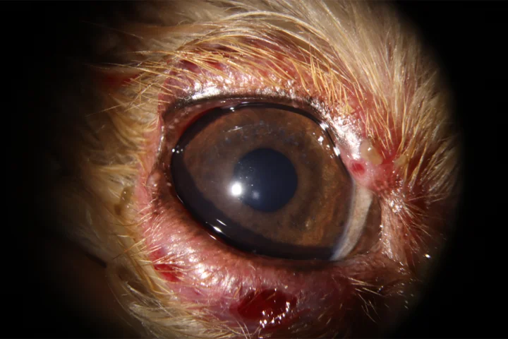 안검염 치료 전